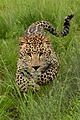 7 Charging Leopard-001 uploaded by Leo za1, nominated by NJR ZA