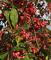 * Nomination: European spindle (Euonymus europaeus) --Robert Flogaus-Faust 16:49, 20 October 2024 (UTC) * * Review needed