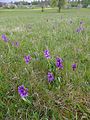 Anacamptis morio Germany - Langenalb