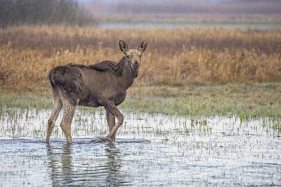 Elk (Alces alces) calf