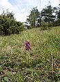 Anacamptis morio habitat Germany - Tauberland