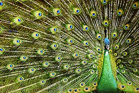 The Beauty of Java Peacock