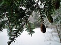 Foliage and cones, New Hampshire