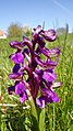 Anacamptis morio Germany - Waldbronn/Etzenrot