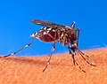 Aedes aegypti mosquito on human skin