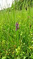 Anacamptis morio Germany - Schiltach