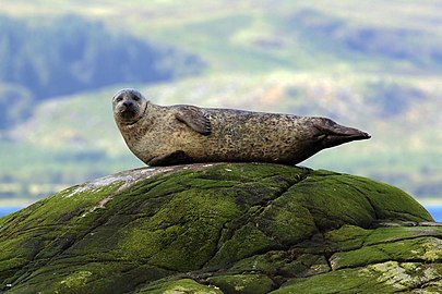 Common seal Phoca vitulina