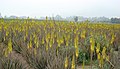 Universidad Nacional Agraria La Molina, Peru