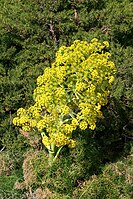 Ferula communis