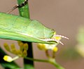 Mantis religiosa (female)