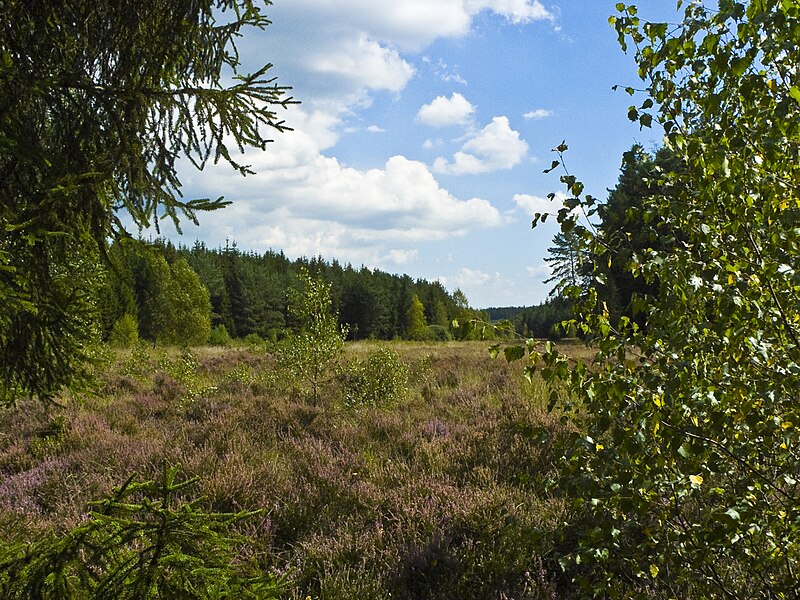 File:Franzosenwiesen - Moor 007.jpg