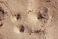 Traps in dunes near Speyer (Germany)