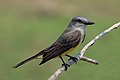 129 Tropical kingbird (Tyrannus melancholicus) uploaded by Charlesjsharp, nominated by Charlesjsharp