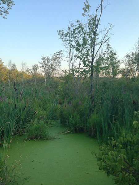 File:Acton wetlands.jpg