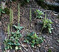 Goodyera oblongifolia