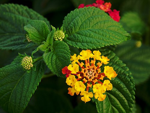   Lantana camara