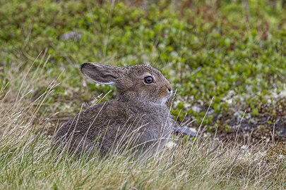 Mountain hare Lepus timidus