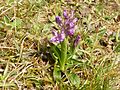 Anacamptis morio Germany - Moosalbtal (bei Ettlingen)