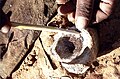 San (Bushmen) preparing poison arrows