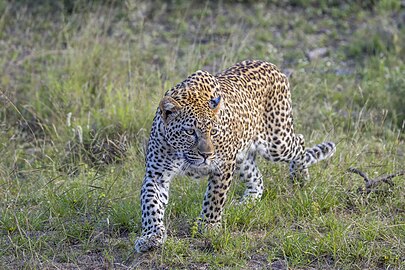 Leopard Panthera pardus pardus