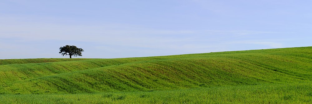 Country sight in Alentejo region