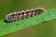 Caterpillar.