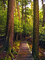 Old growth trees, Salt Springs State Park, Susquehanna County, Pennsylvania