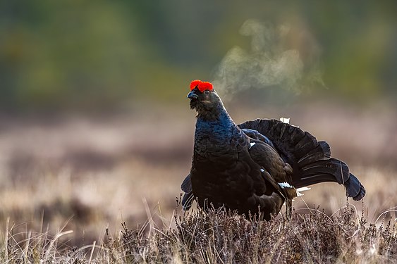 A blackcock, the male glack grouse, is beginning its lekking early in the morning, from Rankemossen natural reserve in Laxå municipality. Photograph: Spjutkastare (CC BY-SA 4.0)