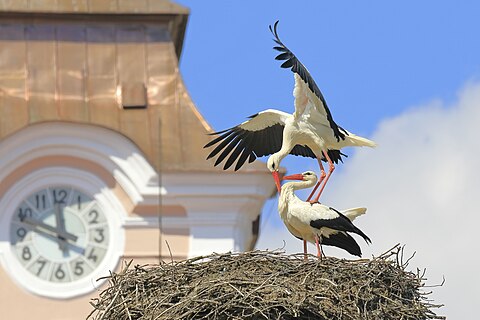 White stork (Ciconia ciconia) mating, Nové Veselí