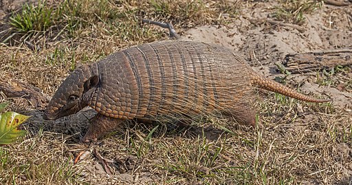 Six-banded armadillo Euphractus sexcinctus