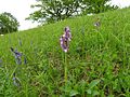 Anacamptis morio Germany - Zeutern