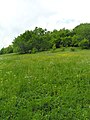 Čeština: Přírodní památka Prlov English: Prlov II Natural Reserve in Prlov village, Czech Republic