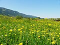 osmwiki:File:Blumenwiese bei Obermaiselstein05.jpg