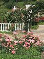 生田緑地ばら苑 A rose garden in Ikuta ryokuchi.