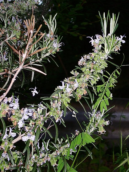 File:Rosmarinus officinalis 001.jpg