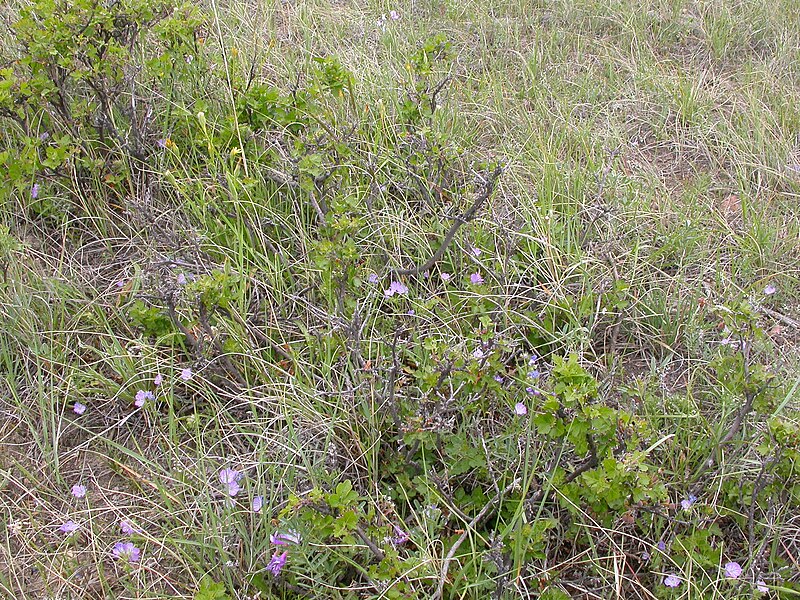 File:Phacelia linearis (4016047086).jpg