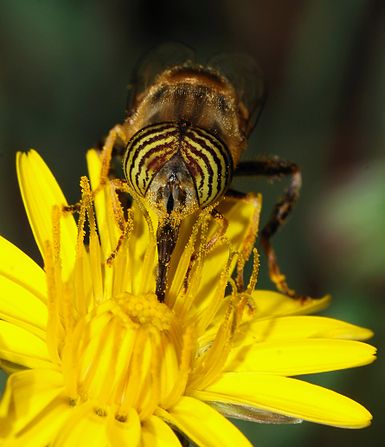 Hoverfly feeding