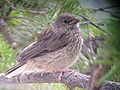 Fledgeling, Yellowstone National Park