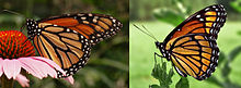 Comparison of the wings in ventral view of a monarch (Danaus plexippus, left) and its viceroy mimic.