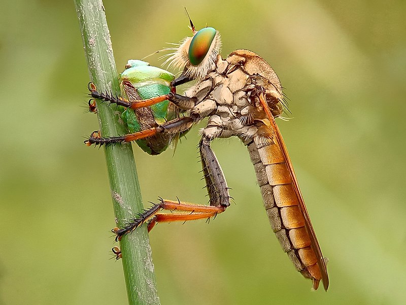 File:Rainbow robberfly.jpg