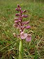 Anacamptis morio