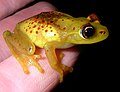 Boophis bottae ♀