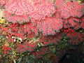 The precious red coral - El corall roig - Il corallo rosso