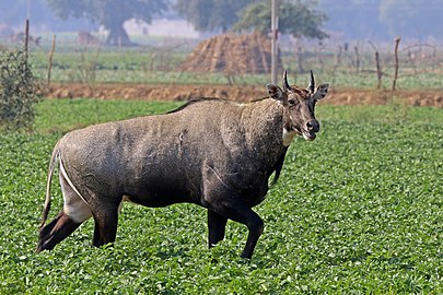 Nilgai Boselaphus tragocamelus ♂