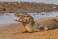 112 Yacare caiman (Caiman yacare) 2 uploaded by Charlesjsharp, nominated by Yann