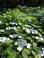 梅雨には紫陽花に彩られる園内 Ajisai (Hydrangea) in Higashitakane.