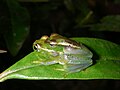 Boophis lilianae