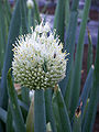 ネギ坊主（ネギの花） Allium fistulosum in blossom.