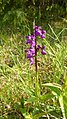 Anacamptis morio Germany - Schlatt/Beuren