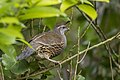 * Nomination California quail (Callipepla californica) --Charlesjsharp 10:09, 26 October 2024 (UTC) * Promotion  Support Good quality. --ReneeWrites 12:12, 26 October 2024 (UTC)